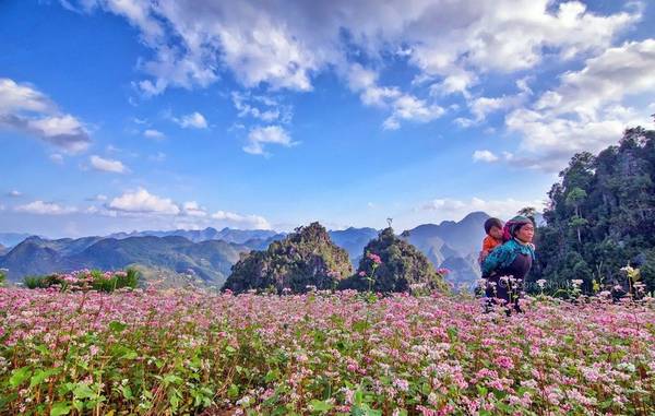 Hoa tam giác mạch Hà Giang địa điểm du lịch tháng 11